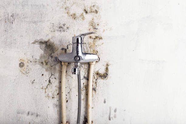 Best Residential Mold Removal  in Morehead, KY