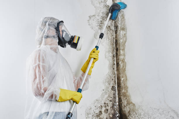Best Black Mold Removal  in Morehead, KY