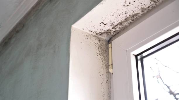 Best Professional Mold Removal  in Morehead, KY