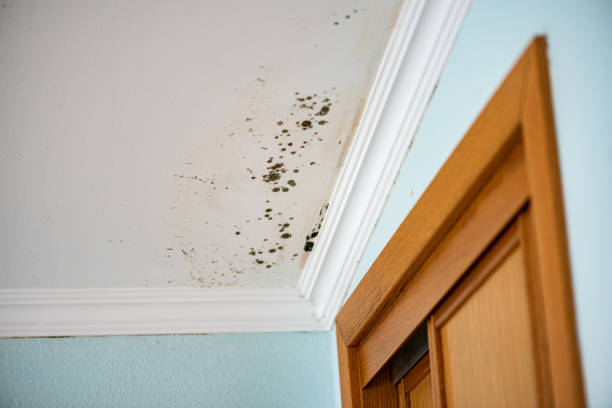Professional Mold Removal in Morehead, KY