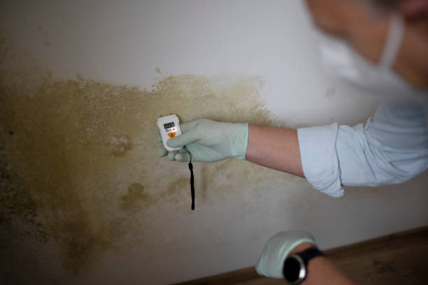 Best Mold Testing  in Morehead, KY