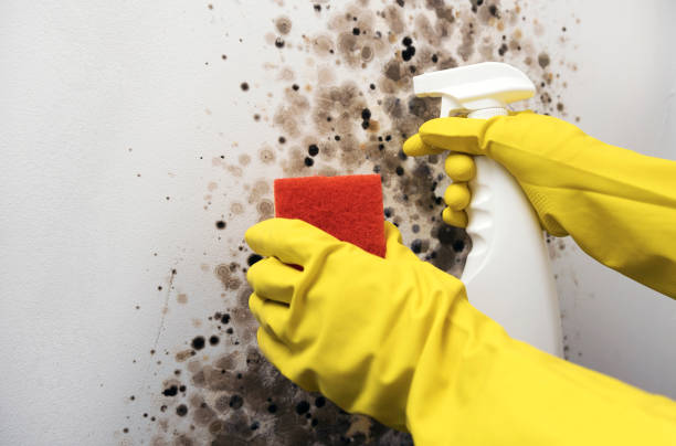 Mold Removal Process in Morehead, KY